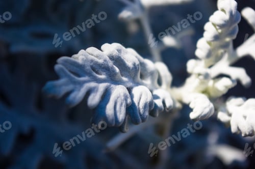 Preview: Silver Dust Cineraria Maritima In The Garden, Close Up.