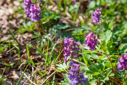 Preview: Close Up View Of Honeybee On Purple Wild Flowers Of Corydalis In Spring Forest. Natural Spring