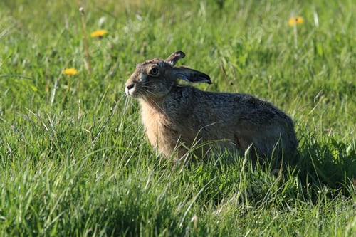 Preview: European Brown Hare (Lepus Europaeus)