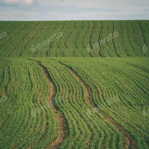 Preview: Beautiful Green Fields Under Blue Sky In Summer With White Clouds And Perspective - Instant Vintage
