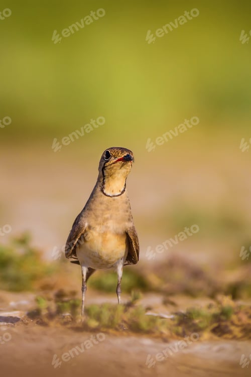 Preview: Cute Bird Collared Pratincole. Warm Colors Nature Background. Collared Pratincole / Glareola
