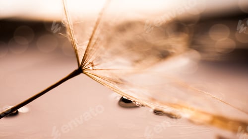 Preview: Macro, Abstract Composition With Colorful Water Drops On Dandelion Seeds