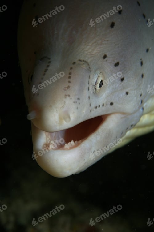 Preview: Grey Moray