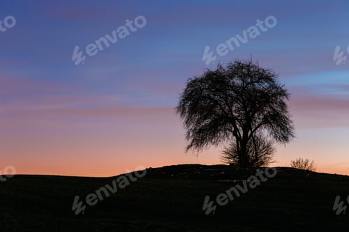 Preview: Dark Blue Sky And A Silhouette Of Tree