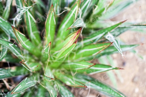 Preview: Agave Filifera Plant In Botanical Garden In Balchik, Bulgaria