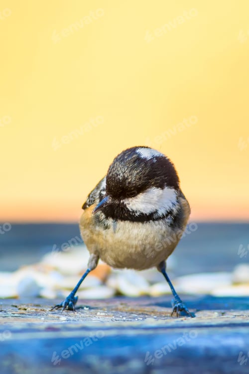 Preview: Cute Little Bird. Clean Background. Yellow Blue Nature Background.