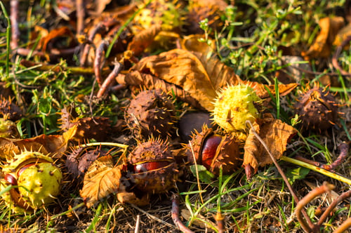 Preview: Autumn Leaves And Chestnuts On The Ground, Close Up