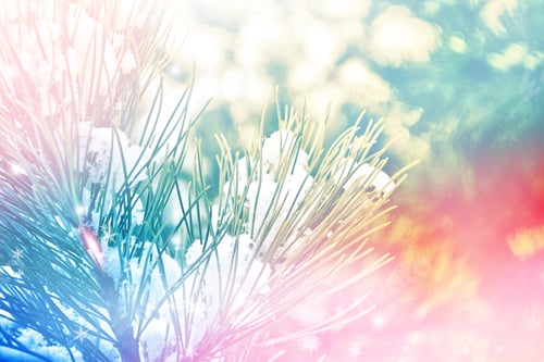 Preview: Frozen Winter Forest With Snow Covered Trees. Blurred Background.