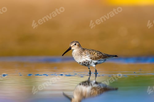 Preview: Water And Bird. Colorful Nature Background.