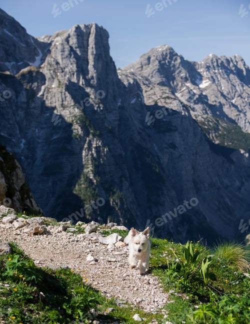 Preview: White Dog In The Mountain Landscape