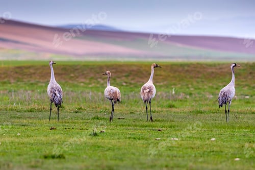 Preview: Crane. Nature Habitat Background. Bird: Common Crane. Grus Grus.