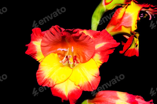 Preview: Flowers Isolated On Black Background, Fresh Plant Of The Sword Lily. Gladiolus