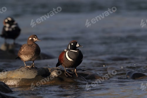 Preview: Harlequin Duck Iceland