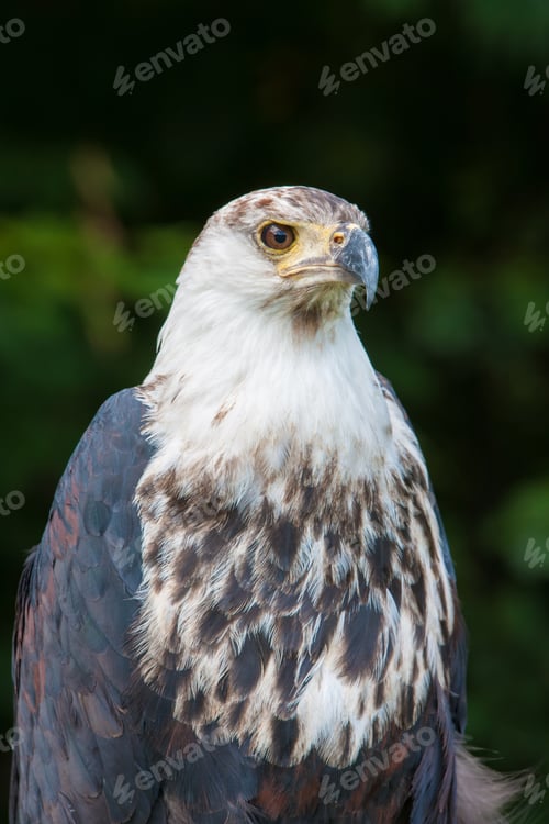 Preview: African Fish Eagle (Haliaeetus Vocifer)