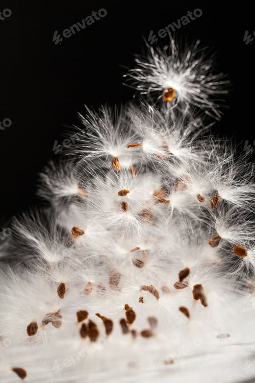 Preview: Abstract Composition With Dried Plants Seeds. Looks Like Dandelion Seeds