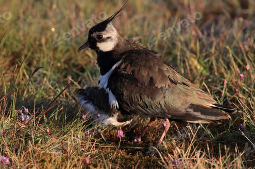 Preview: Northern Lapwing (Vanellus Vanellus) Keeping It'S Chick Warm Sweden