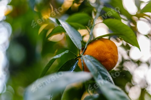 Preview: Plants And Fruits Of Citrus In A Greenhouse Or Winter Garden, Orangery, Hot House. Growing Citrus