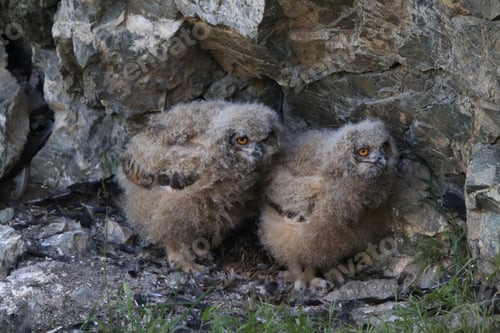 Preview: Young Eagle Owl, Saxony, Germany