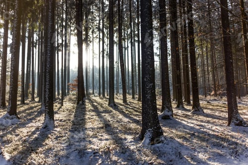 Preview: Cold Winter Day In Forest In National Park "Sumava", Czech Republic.
