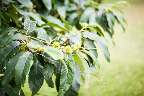 Preview: Castanea Sativa (Sweet Chestnut)