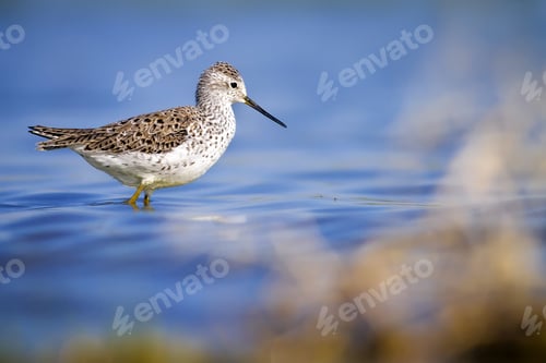 Preview: Water Bird Sandpiper. Green Blue Nature Background. Bird: Marsh Sandpiper. Tringa Stagnatilis.