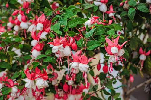 Preview: Beautiful Bush Fuchsia In The Garden, Fuchsia Flowers Blooming With Pink And Purple Petals In