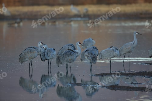 Preview: Sand Hill Crane (Grus Canadensis) At Bosque Del Apache National Wildlife Refuge