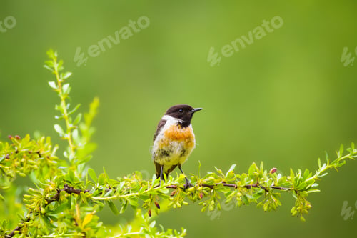 Preview: Cute Little Bird On Branch. Green Nature Background. Bird: European Stonechat. Saxicola Rubicola.
