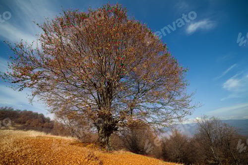 Preview: Autumnal Landscape With A Big Beech Tree And Blue Sky