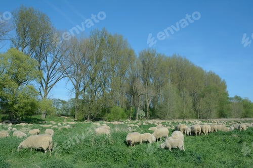Preview: Flock Of Sheep In Rhineland At Rhine River,North Rhine Westphalia,Germany