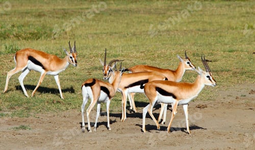 Preview: Male Grant'S Gazelles In The Ngorongoro Crater, Tanzania