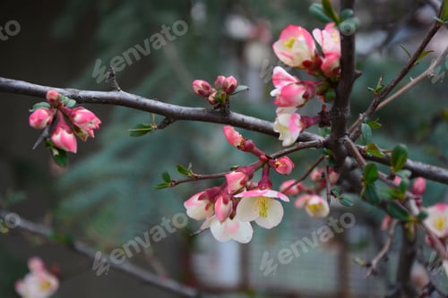 Preview: Chaenomeles Speciosa 'Moerloosei' (Japanese Quince)