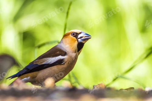 Preview: Cute Little Bird Hawfinch. Hawfinch Is Feeding On The Ground. Green Nature Background. Bird