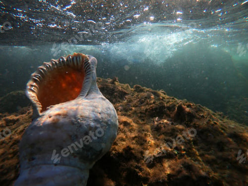 Preview: Underwater Photo Of Sea Shell On A Tropical Caribbean Coral Reef With Wavy Emerald Sea Above