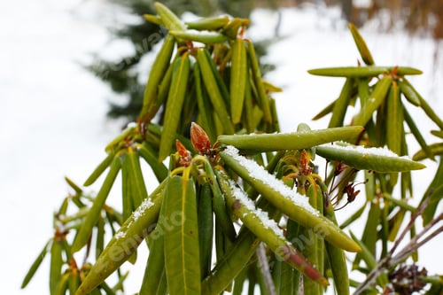 Preview: Evergreen Rhododendron Bud With Leavesin Spring Garden, Snow Covered