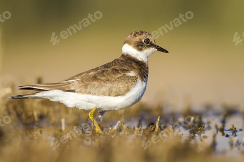 Preview: Cute Little Bird. Yellow Green Brown Nature Background. Bird: Little Ringed Plover. Charadrius
