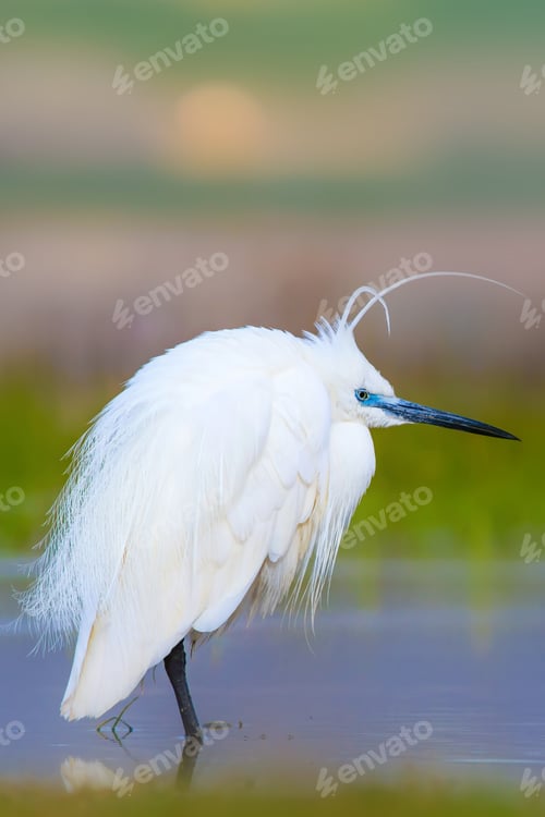 Preview: Heron. Bright Vivid Colors. Colorful Nature Background. Bird: Little Egret. Egretta Garzetta.