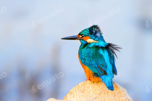 Preview: Kingfisher. Blue Natural Background.