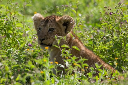 Preview: Lion Cub In The Grass In The Ngorongoro Crater, Tanzania