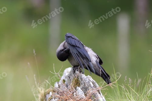 Preview: Grey Crow , Hooded Crow, Corvus Corone Cornix Norway