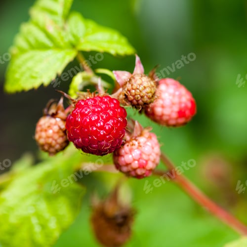 Preview: Raspberries On The Branch In The Garden