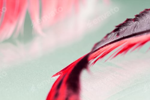 Preview: Colorful Hen Feather With Details And Reflexions