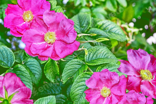 Preview: Summer Landscape. Delicate Wild Rose Garden Flowers