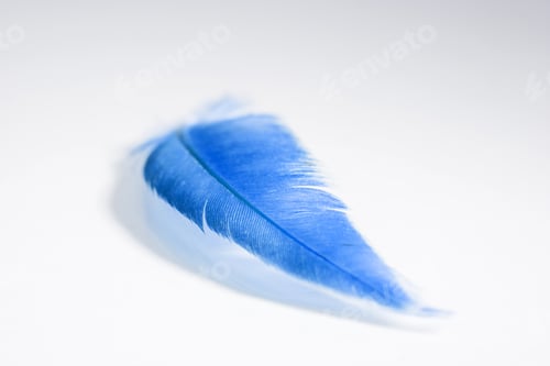 Preview: Colorful Hen Feather With White Background
