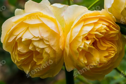 Preview: Beautiful Yellow Roses On A Natural Background. Growing Roses In The Garden. Yellow Rose Flowers On