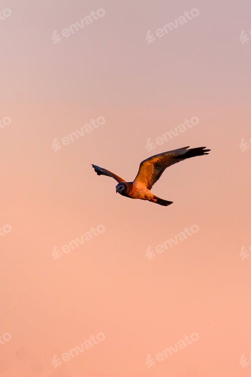Preview: Flying Bird. Bird: Hen Harrier. Circus Cyaneus. Sunset Sky Background.