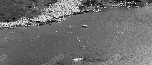 Preview: Great White Pelicans In Lake Nakuru National Park - Kenya, Africa.