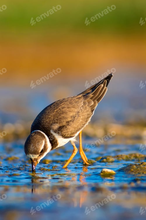 Preview: Cute Little Water Bird. Blue, Yellow, Green, Nature Background. Bird: Common Ringed Plover
