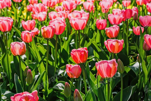 Preview: Pink Flowers Tulips. Blooming Tulips In The Spring Garden. Tulips Early-Flowering Bulbous Plants