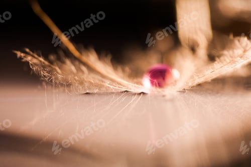 Preview: Macro, Abstract Composition With Colorful Water Drops On Dandelion Seeds
